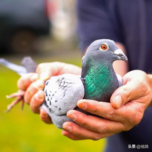 赛鸽头条苹果版今日头条苹果版下载安装