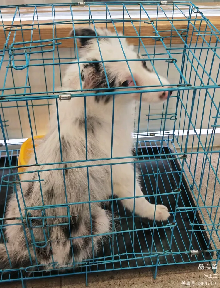 阿猫阿狗手机版下(阿猫阿狗dos下载)-第5张图片-QuickQ官网 阿猫阿狗手机版下(阿猫阿狗dos下载)-第5张图片-QuickQ官网