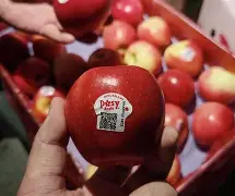 包含苹果版potato的词条